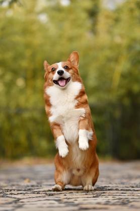 dog 3389729 640