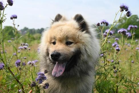 dog 7991199 640