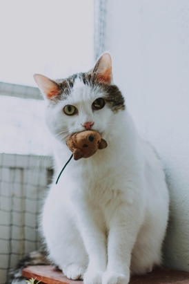 chat souris