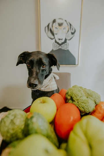 chien vege